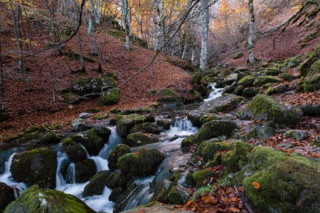 Téléchargez les photos : Rivière de montagne étroite coulant entre des roches vertes et moussues dans la forêt de hêtres d'Argovejo, province de Léon, Espagne - en image libre de droit