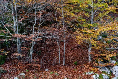 Téléchargez les photos : Arbres à hêtres communs (Fagus sylvatica) aux couleurs automnales dans la forêt tempérée à feuilles larges. Hayedo de Argovejo, Léon, Espagne - en image libre de droit
