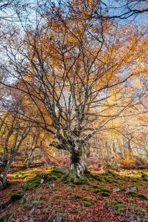 Foto de Gran haya (Fagus sylvatica) con follaje otoñal de color dorado en el antiguo bosque de Argovejo, provincia de León, España - Imagen libre de derechos