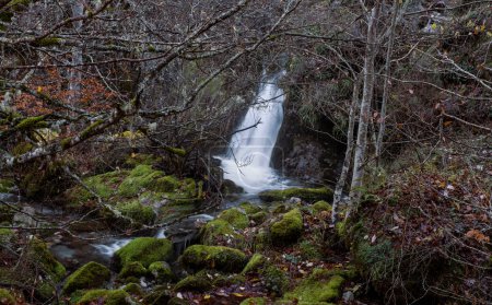 Téléchargez les photos : Cascade d'une rivière de montagne étroite coulant entre des roches vertes et moussues dans la forêt de hêtres d'Argovejo, province de Léon, Espagne - en image libre de droit