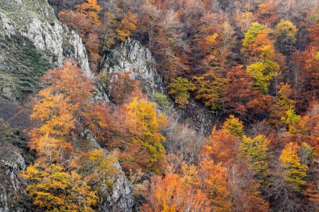 Photo for Autumn colored beech forest (Fagus sylvatica) of Argovejo, growing on the vertical limestone slopes of the mountains of Leon, Spain - Royalty Free Image