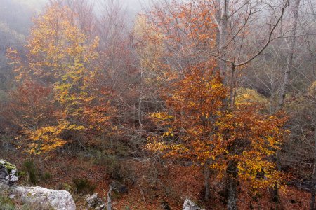 Photo for European beech trees (Fagus sylvatica) with autumnal colored foliage in a foggy autumn morning at the old-growth forest of Argovejo, Leon province, Spain - Royalty Free Image