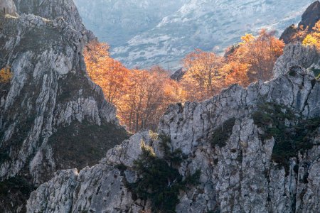 Foto de Bosque de haya de color otoño (Fagus sylvatica) creciendo en laderas verticales de piedra caliza en Hoz de la Escalera, Argovejo, León, España - Imagen libre de derechos