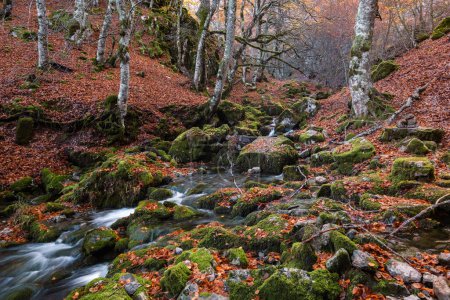 Téléchargez les photos : Rivière de montagne étroite coulant parmi les roches moussues dans une belle forêt de hêtres aux couleurs automnales à Argovejo, province de Léon, Espagne - en image libre de droit