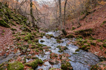 Téléchargez les photos : Rivière de montagne coulant parmi les roches moussues dans une belle forêt de hêtres aux couleurs automnales à Argovejo, province de Léon, Espagne - en image libre de droit