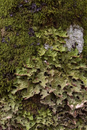 Photo for Peltigera canina, dog lichens growing on the green forest moss - Royalty Free Image