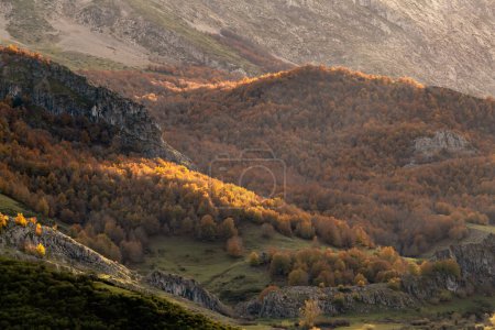 Téléchargez les photos : Hêtraie de couleur automnale (Fagus sylvatica) dans les montagnes de Léon, Espagne - en image libre de droit