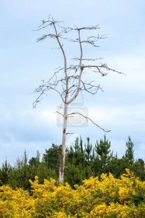 Weißer Geisterbaum an der Küste von Oregon in einem Feld aus gelben Ginsterbüschen