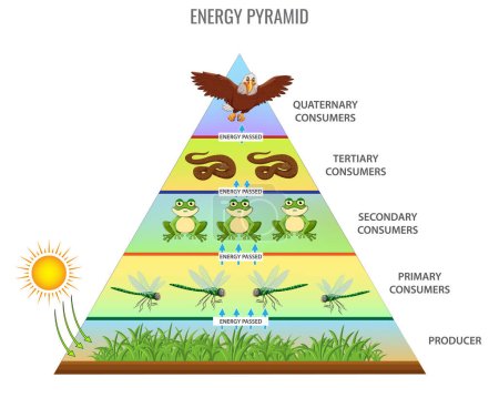 Téléchargez les illustrations : Energy pyramid or Food chain vector illustration - en licence libre de droit