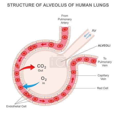 Ilustración de Alveolus of human lungs, Oxygen and carbon dioxide move in alveoli - Imagen libre de derechos