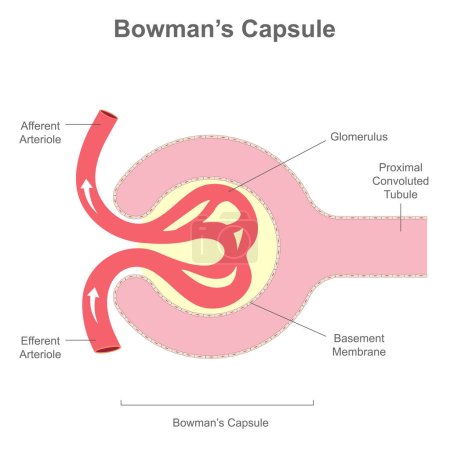 Ilustración de The renal corpuscle or Bowman's Capsule structure - Imagen libre de derechos