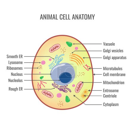 Téléchargez les illustrations : Animal cell anatomy vector illustration - en licence libre de droit
