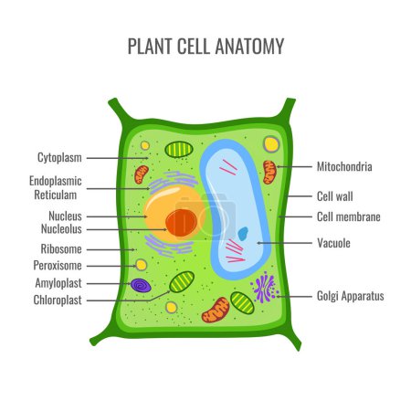 Illustration for Plant cell anatomy vector illustration - Royalty Free Image
