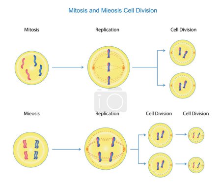 Ilustración de Mitosis and Meiosis cell division - Imagen libre de derechos