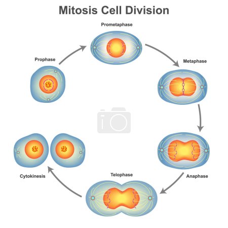 Ilustración de Mitosis cell division in biology vector illustration - Imagen libre de derechos