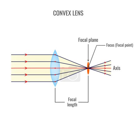 Téléchargez les illustrations : Convex lens vector illustration diagrams - en licence libre de droit