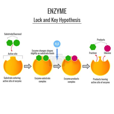 Illustration for The Lock and Key Mechanism of enzyme action on substrate - Royalty Free Image