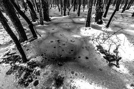 Téléchargez les photos : Belle vue sur la terrible forêt d'hiver. - en image libre de droit