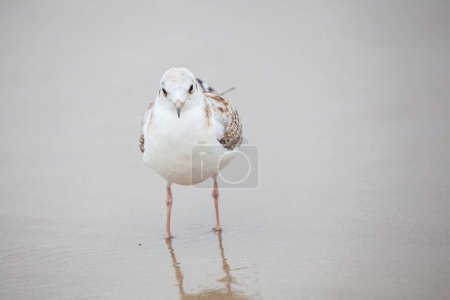 Photo for Beautiful seagull in the natural environment on the Baltic Sea. - Royalty Free Image