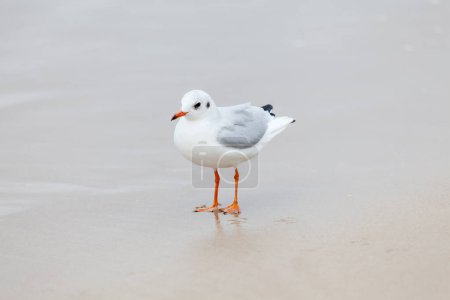 Photo for Beautiful seagull in the natural environment on the Baltic Sea. - Royalty Free Image