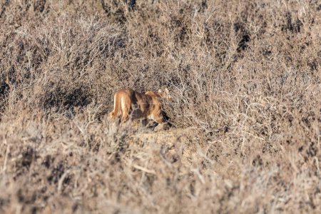 Téléchargez les photos : Une vue de la belle Puma sauvage sur le sol patagonais. - en image libre de droit