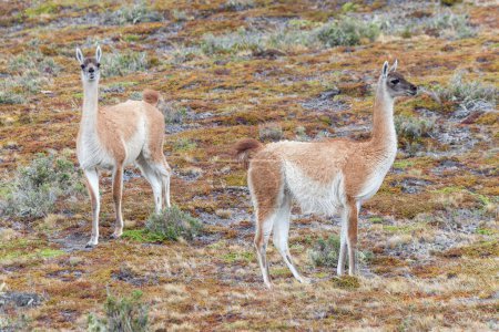 Photo for A view of the beautiful, wild Guanaco on Patagonian soil. - Royalty Free Image