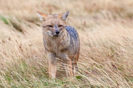 Téléchargez les photos : Vue du beau renard sauvage sur le sol Patagonien. - en image libre de droit