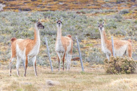 Téléchargez les photos : Une vue sur le magnifique Guanaco sauvage sur le sol patagonais. - en image libre de droit