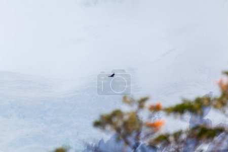 Téléchargez les photos : Vue du Condor dans le Parc National de Los Glaciares, El Chalten, Patagonie, Argentine. - en image libre de droit
