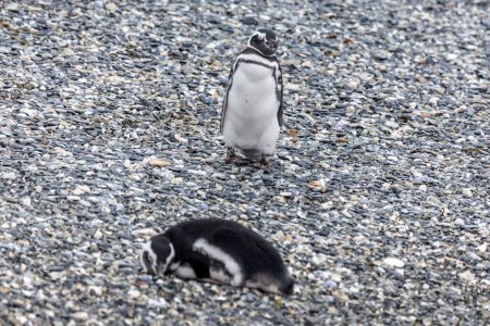 Foto de Pingüinos magallánicos que viven en el Canal Beagle en Patagonia. - Imagen libre de derechos