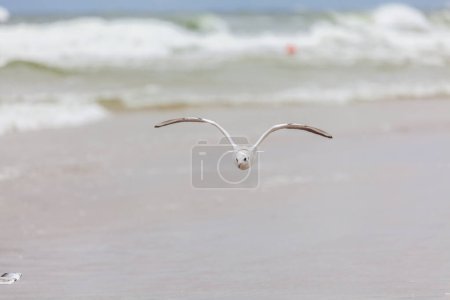 Foto de Hermosa gaviota en el entorno natural en el Mar Báltico. - Imagen libre de derechos