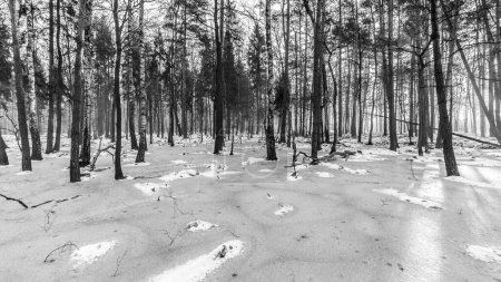 Foto de Bonita vista del terrible bosque de invierno. - Imagen libre de derechos