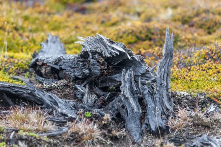 Téléchargez les photos : Vue de la forêt dans le Parc National de Los Glaciares, El Chalten, Patagonie, Argentine. - en image libre de droit