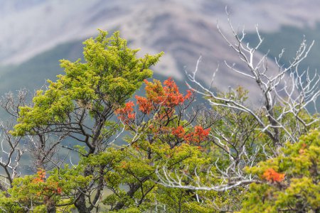 Téléchargez les photos : Vue de la forêt dans le Parc National de Los Glaciares, El Chalten, Patagonie, Argentine. - en image libre de droit