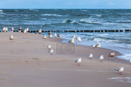 Téléchargez les photos : Belle vue sur la mer Baltique polonaise à Rewal. - en image libre de droit