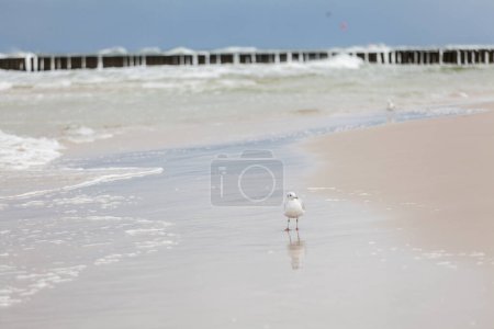 Beautiful seagull in the natural environment on the Baltic Sea.
