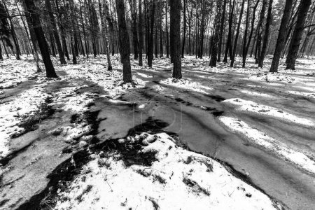 Photo for Nice view of the terrible winter forest. - Royalty Free Image
