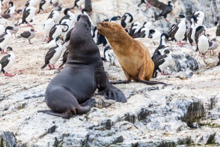 Téléchargez les photos : Magnifique nature sauvage préservée en Patagonie dans le canal Beagle. - en image libre de droit
