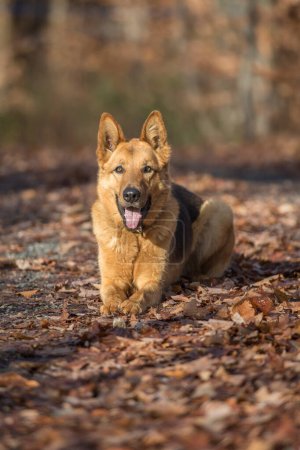 Photo for German shepherd dog laying on fallen foilage on autumn afternoon. - Royalty Free Image