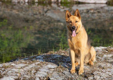 Photo for German shepherd dog sitting on the edge of small lake. - Royalty Free Image