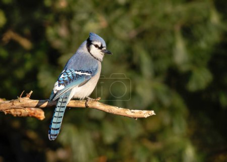 Photo for Blue jay on a branch on a beautiful autumn day. - Royalty Free Image