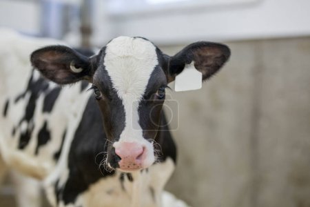 Holstein calf in the barn of a modern dairy farm.