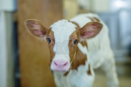 Foto de Holstein calf red in a dairy farm barn. - Imagen libre de derechos