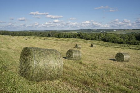Photo for Bales of hay in field on a sunny summer afternoon. Freshly pressed. - Royalty Free Image