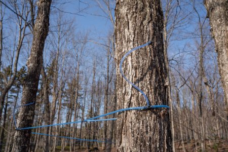 Collecting maple sap with modern plastic tubing. Maple tree tapping.  Maple sugaring. Making maple syrup.