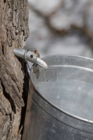 Téléchargez les photos : Maple sap dripping into sap bucket attached to a maple tree during maple sugaring season. Maple tree tapping. Maple syrup.  Making maple syrup. - en image libre de droit