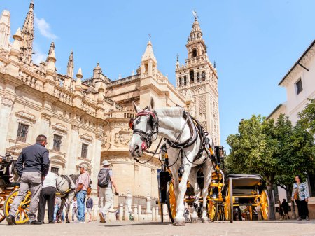 Foto de Seville, Spain - May 04, 2022 : white horse and carriage in front of the cathedral and the Giralda of Seville - Imagen libre de derechos