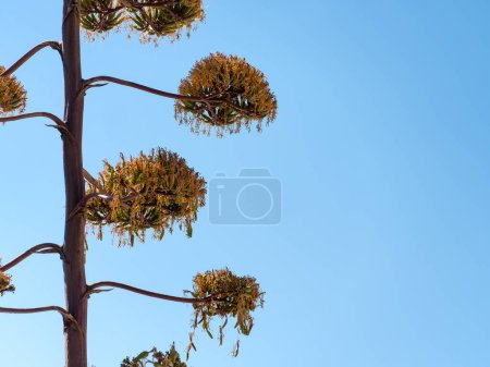 Foto de Primer plano de Cactus Pita con cielo azul en el fondo - Imagen libre de derechos