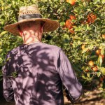 A farmer picks ripe oranges from a tree in a sunlit orchard.