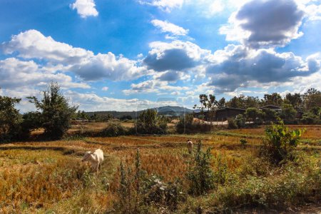 Foto de Disfrute de la tranquila belleza de la campiña tropical de Tailandia, donde serenas vacas blancas pastan bajo la vasta extensión de un cielo azul vivo adornado con nubes esponjosas. - Imagen libre de derechos